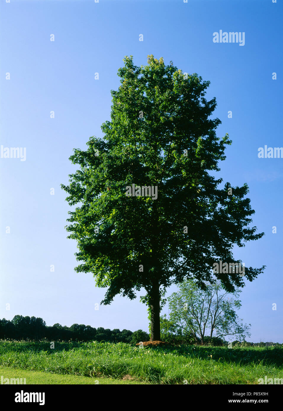 Arbre généalogique de liquidambar (Liquidambar styraciflua) EN ÉTÉ [SÉRIE DE QUATRE SAISONS] / NEW YORK Banque D'Images