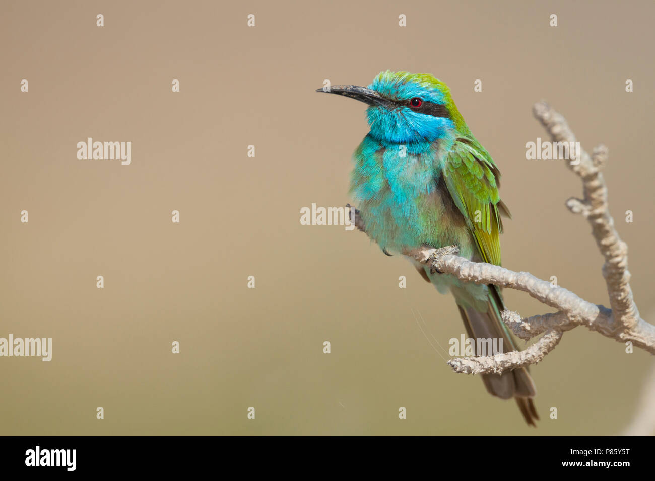 Arabian (peu) Green Bee-eater - Merops - Smaragdspint cyanophrys ssp. muscatensis, Oman, adulte Banque D'Images