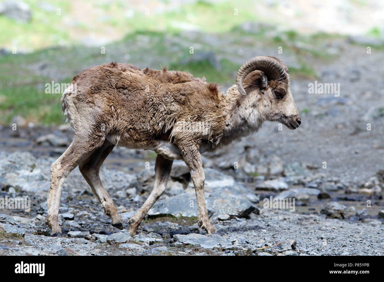 L'argali, ou le mountain sheep (Ovis ammon) les espèces sauvages est un mouton qui erre dans les montagnes de l'Asie centrale (Himalaya, Tibet, Altay). Banque D'Images