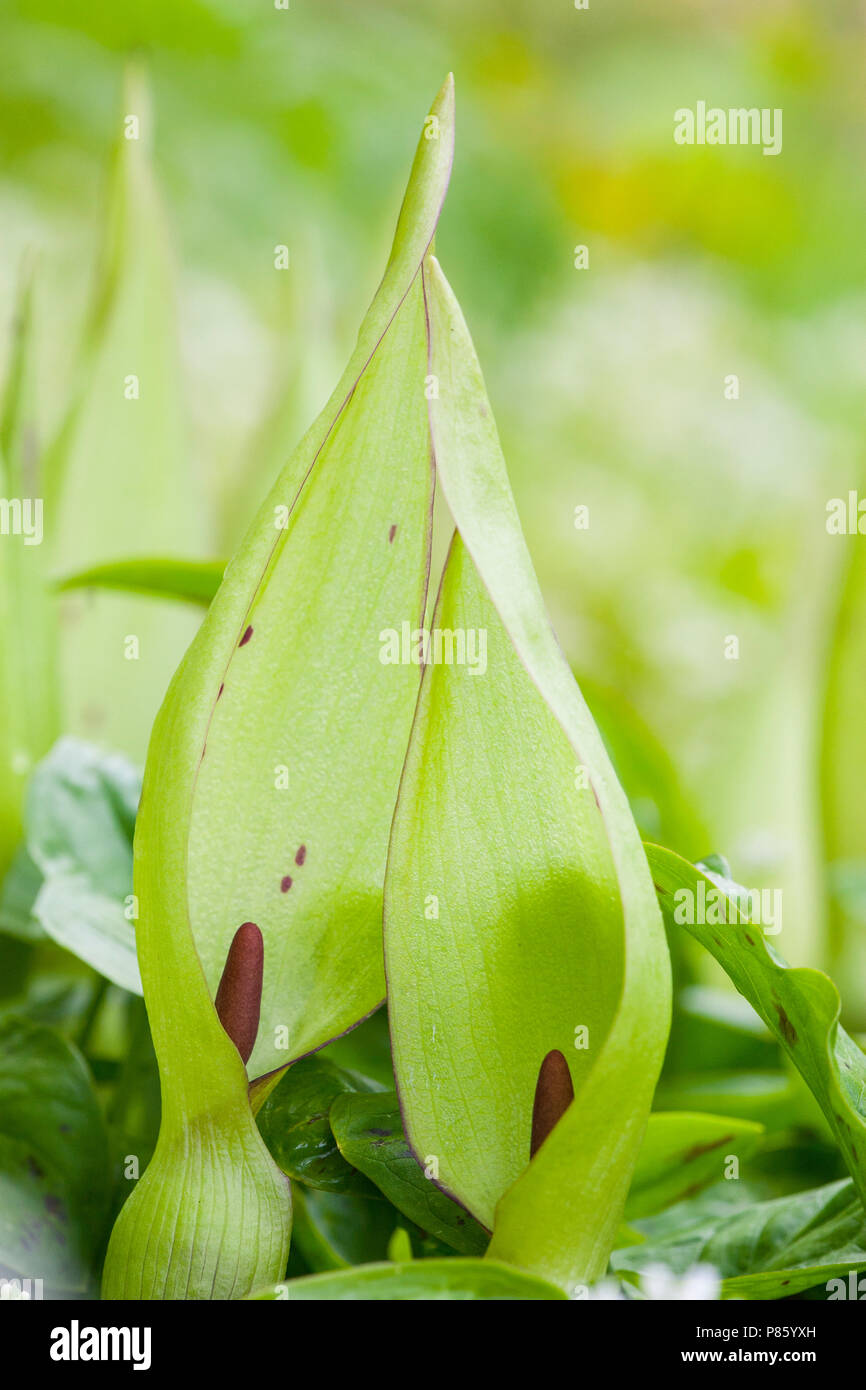 Aronskelk Gevlekte Bloeiende, la floraison Lords-and-Ladies Banque D'Images