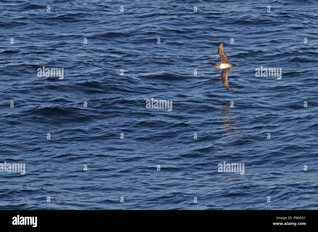 Petrel Pterodroma incerta, Atlantique) Un taon pétrels endémiques à o l'océan Atlantique Sud. Banque D'Images