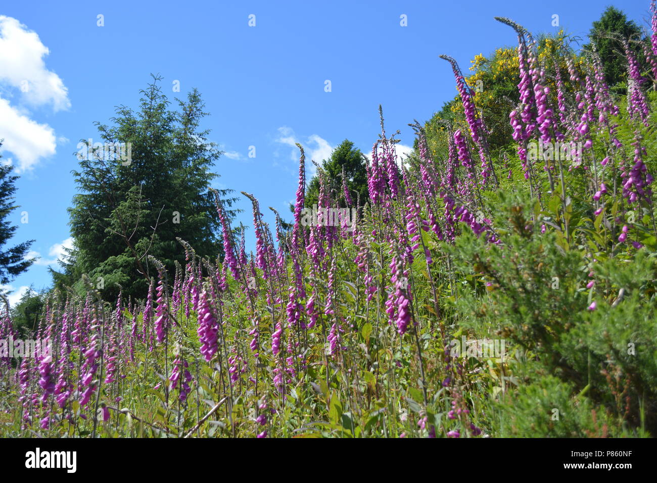 Digitales dans la vallée du Collège, Northumberland Banque D'Images
