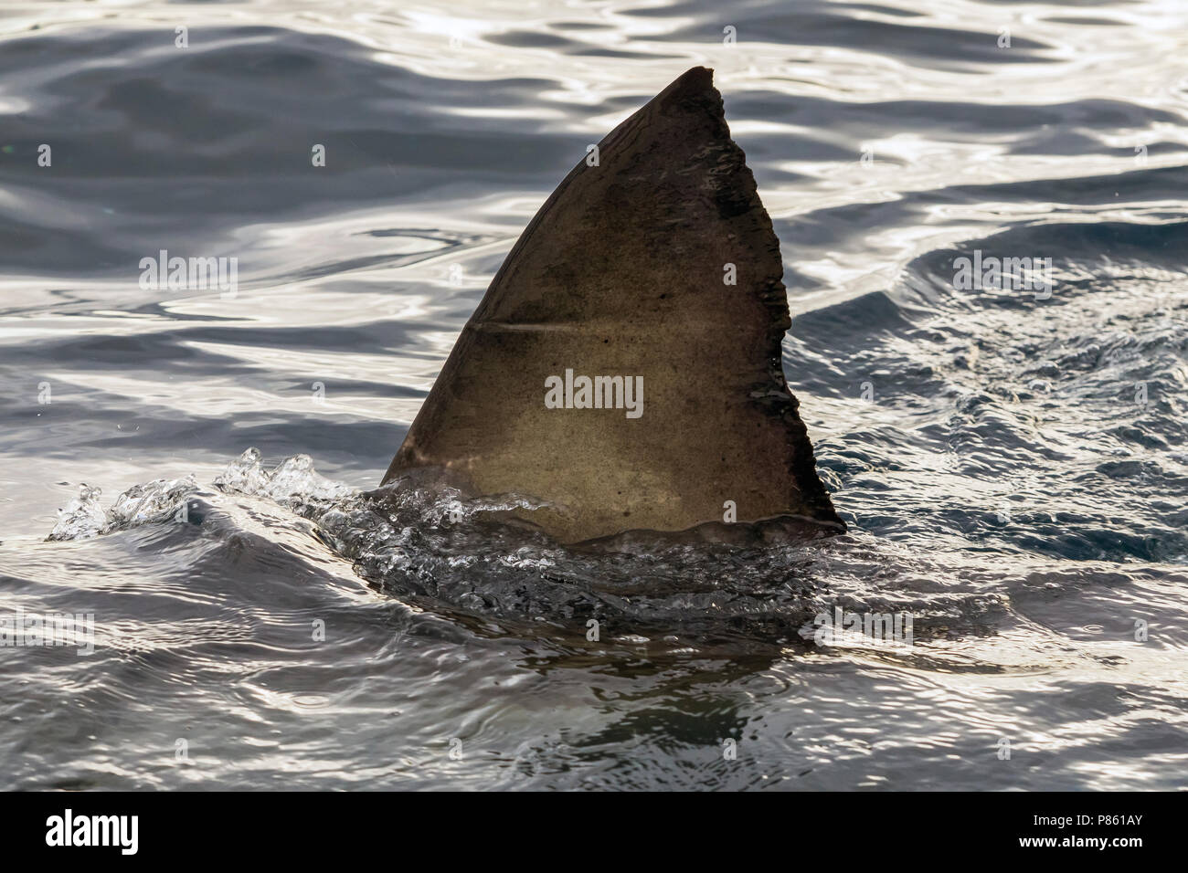Nageoire dorsale de grand requin blanc près de l'île Seal à False Bay, Afrique du Sud. Banque D'Images