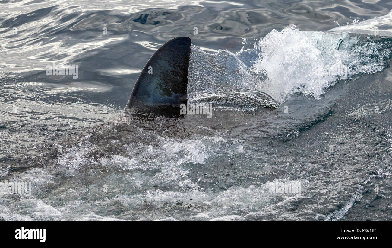 Nageoire dorsale de grand requin blanc près de l'île Seal à False Bay, Afrique du Sud. Banque D'Images