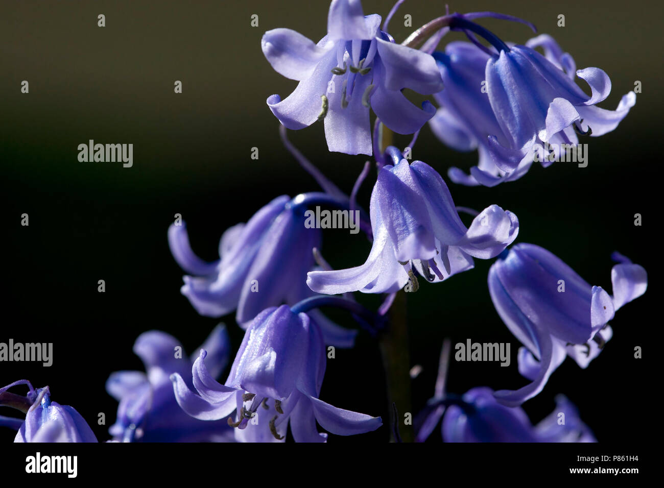 Close-up van bloeiende Boshyacint, Close up of Bluebell commun floraison Banque D'Images