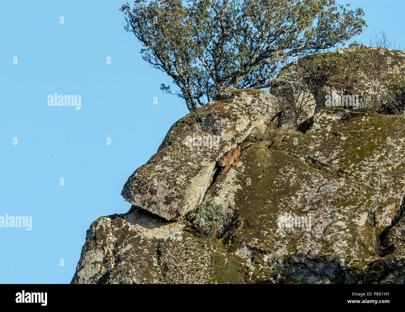 C'est le Lynx ibérique immatures taked de 300m loin, il était à la recherche de nourriture sur une falaise avec sa mère, dans la Sierra Morena, en Andalousie, espagne. Banque D'Images