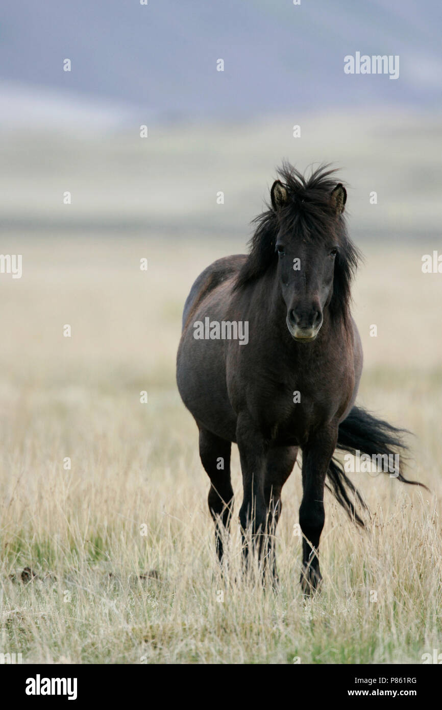 IJslandse Paard cheval islandais ; Banque D'Images