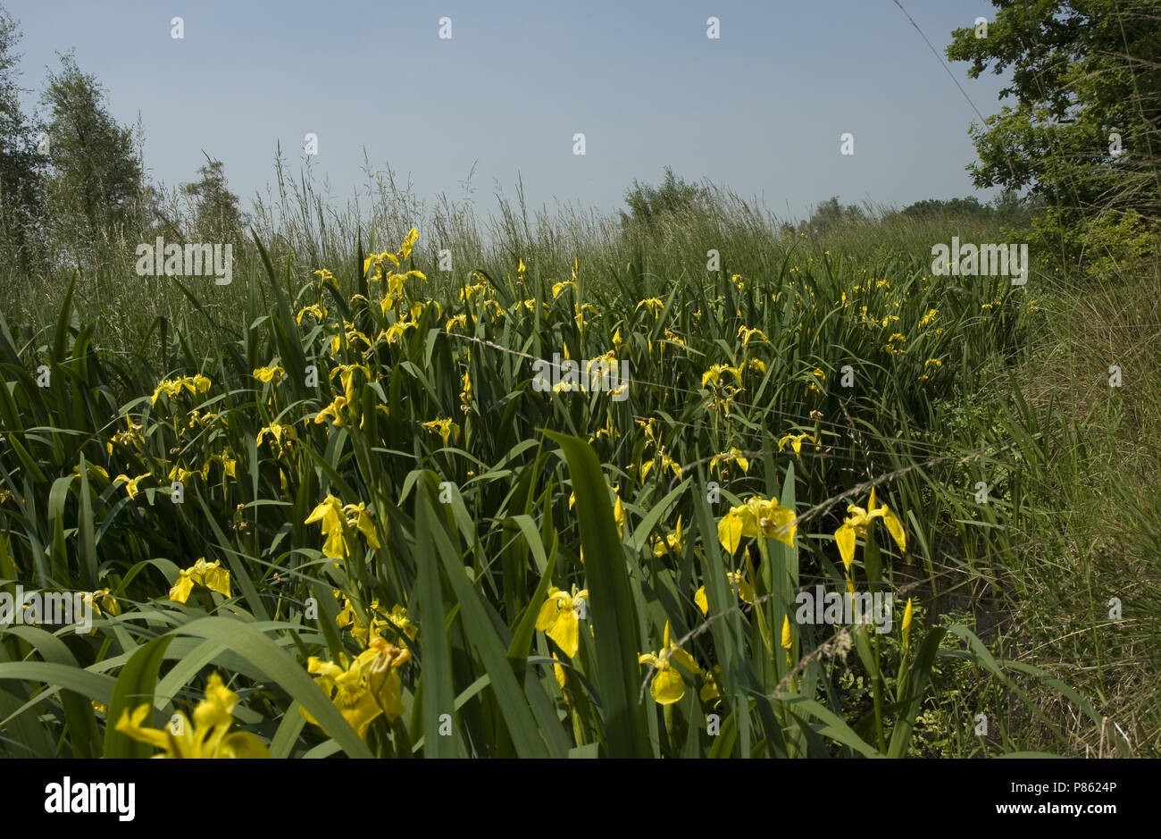 site de rencontres iris