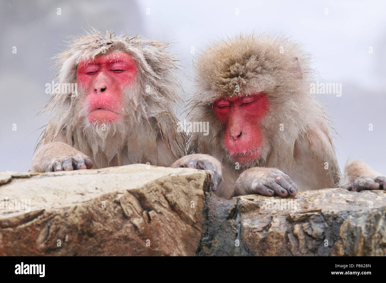 Neige japonais singe dans la nature au Japon au cours de l'hiver. Banque D'Images