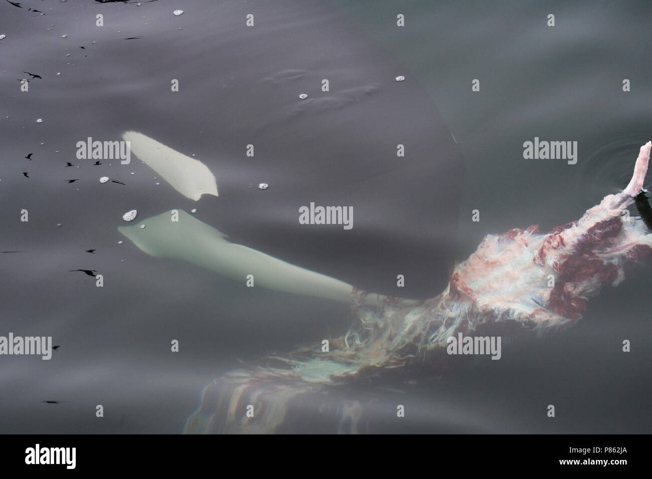 Orka etend van kadaver ; épaulard mange carcas Banque D'Images