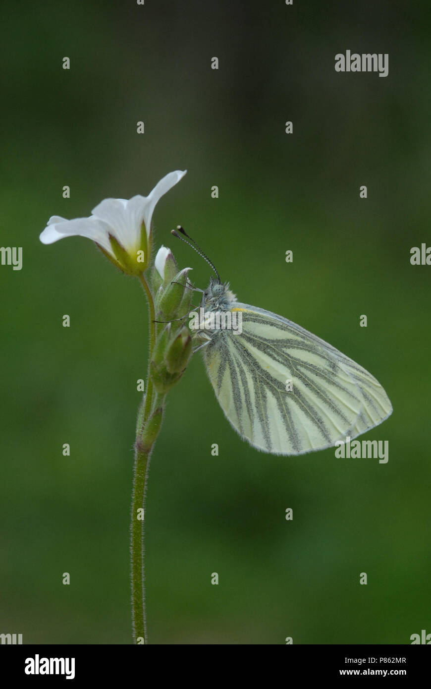 Image Animaux sauvages Banque D'Images