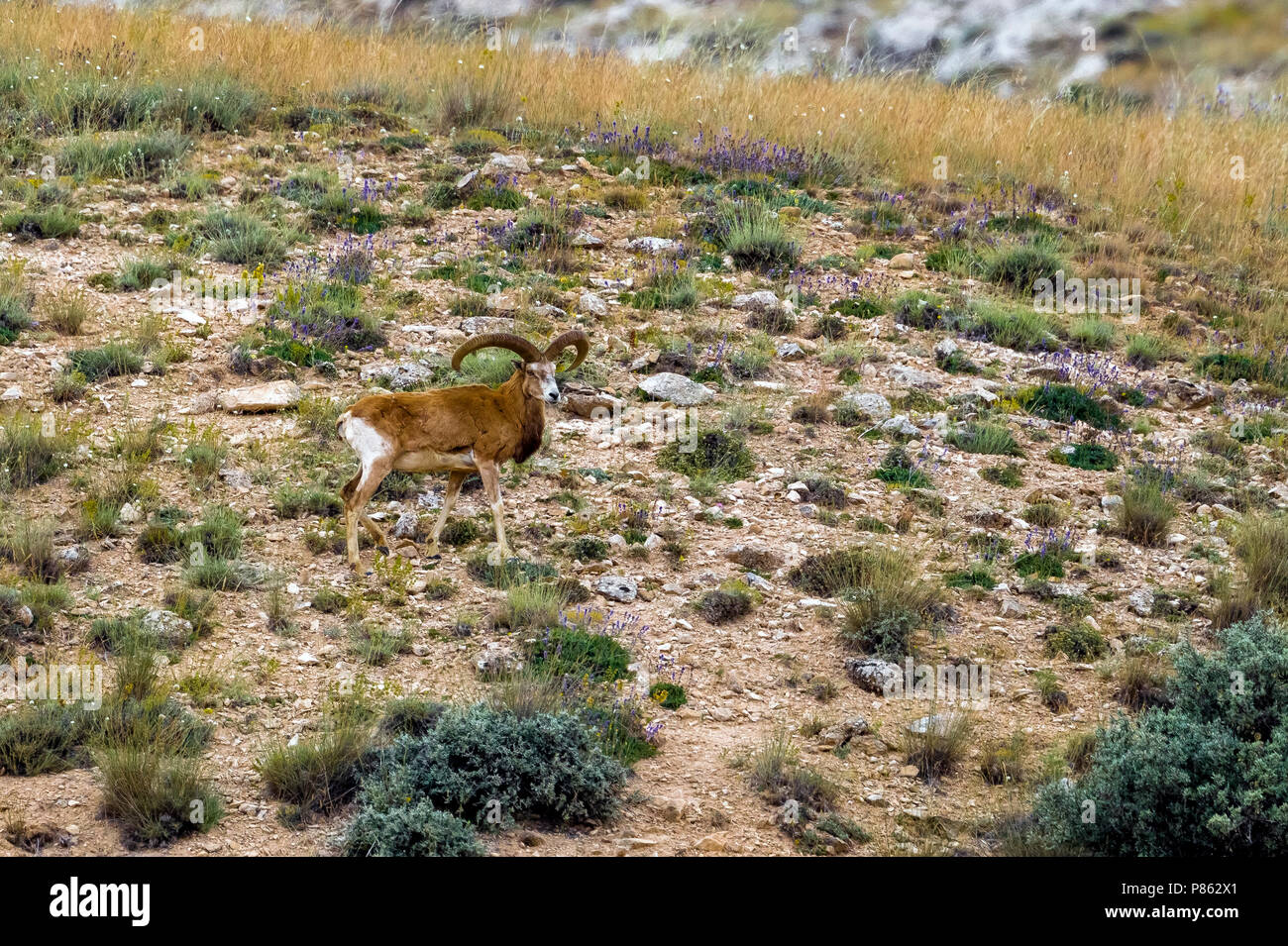 Konya mâle moutons sauvages sur ses habitats protégés en Turquie, près de Konya. Juin 2015. Banque D'Images