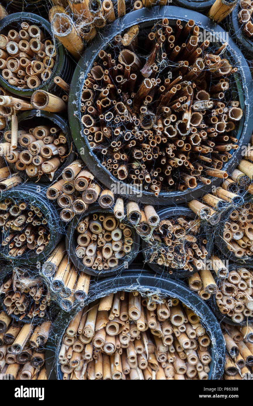 Gros plan de bâtons et de tuyaux en bambou dans un hôtel d'Insect Banque D'Images
