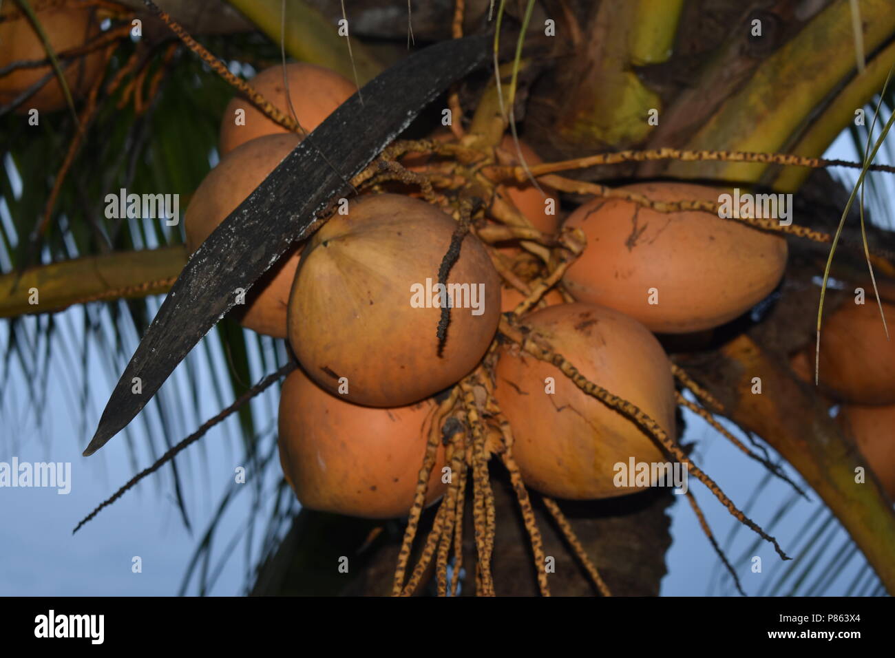 Un tas de coco de la ferme Banque D'Images