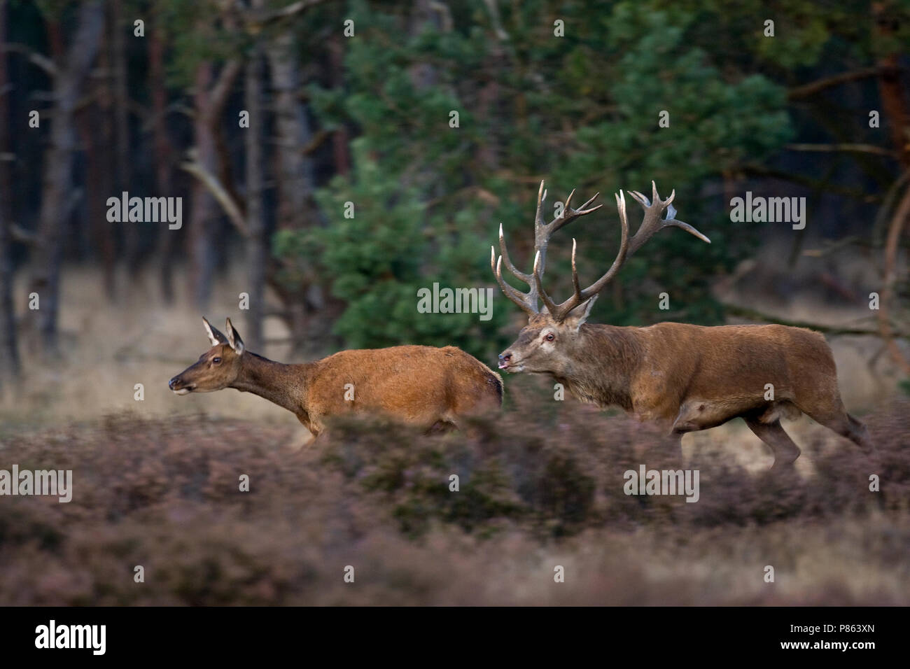 Paartje Edelherten ; Paire de Red Deer Banque D'Images
