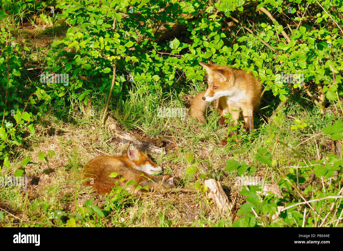 Red Fox aux Pays-Bas Banque D'Images