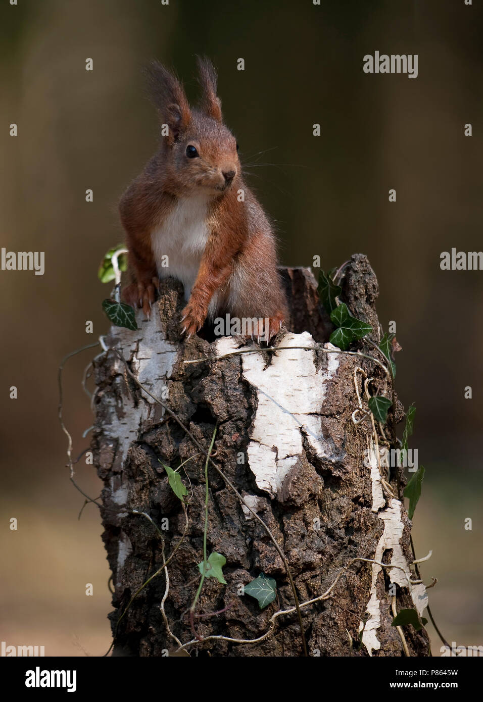 Eekhoorn zittend op stam van dode berk ; l'Écureuil roux assis sur un tronc d'arbre mort Banque D'Images