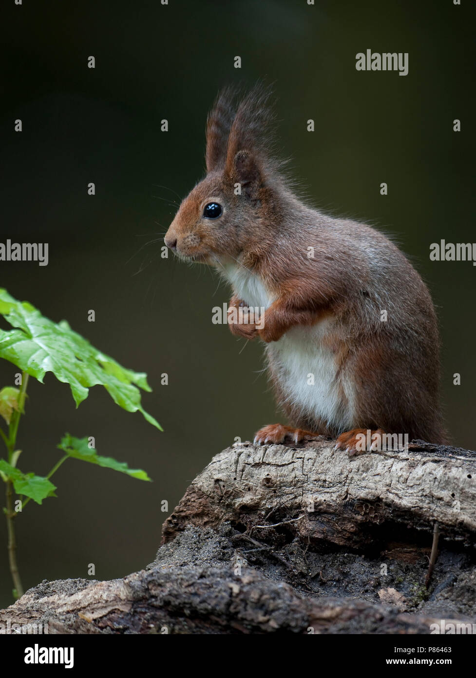 Eekhoorn kijkt op een boomstronk ; Écureuil rouge sur un tronc d'arbre Banque D'Images