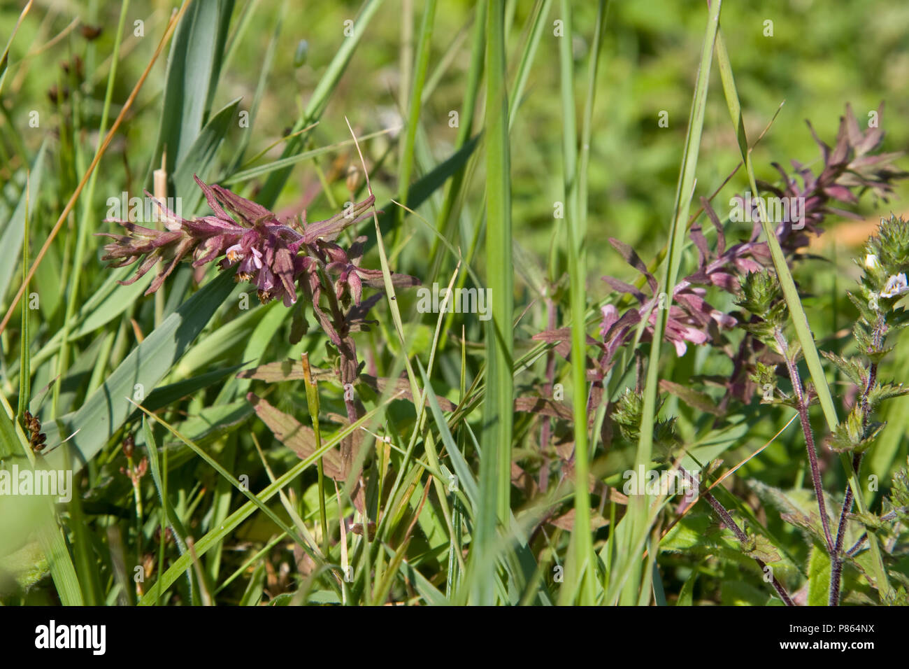 De Rode dans duinvallei ogentroost vochtige ; Red Bartsia dunes humides Banque D'Images