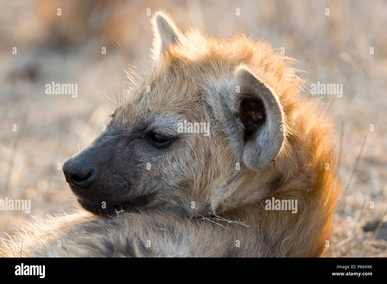 La Hyène Rustende Gevlekte au repos ; l'Hyène tachetée. Banque D'Images