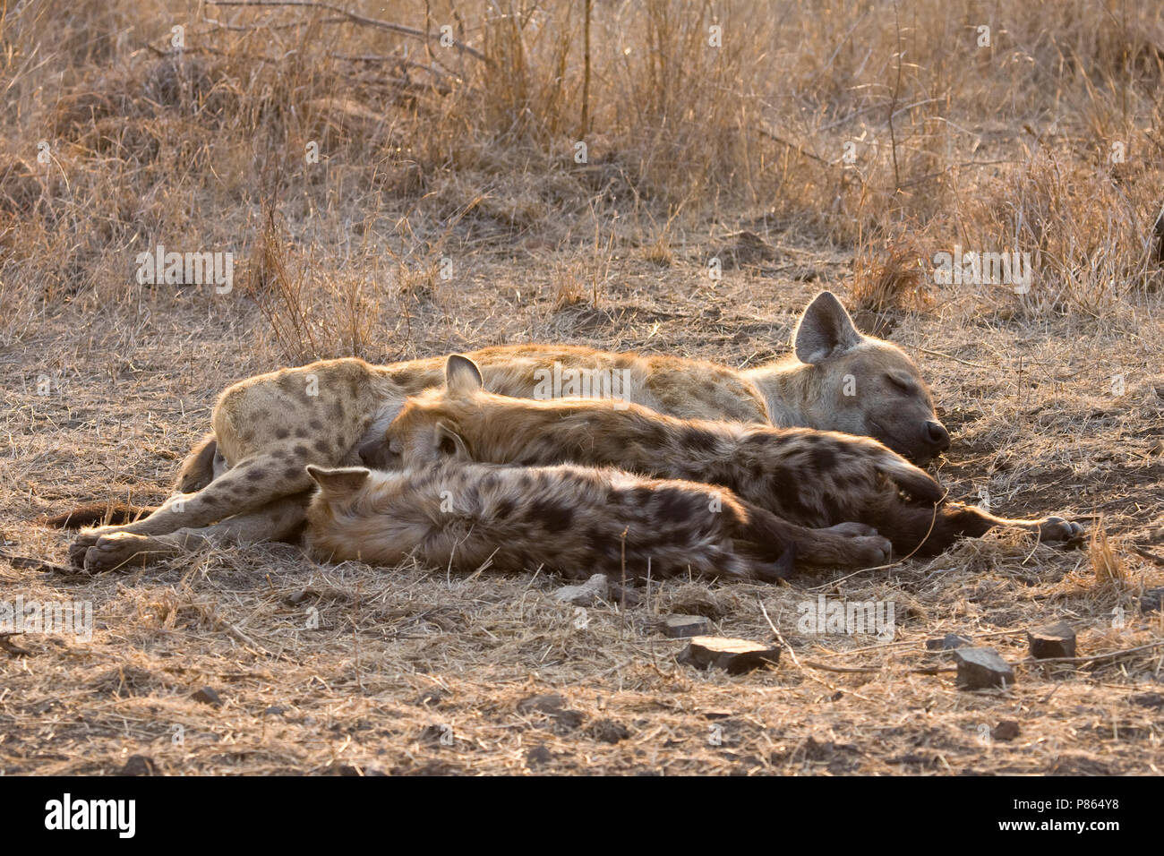 La Hyène Rustende Gevlekte au repos ; l'Hyène tachetée. Banque D'Images
