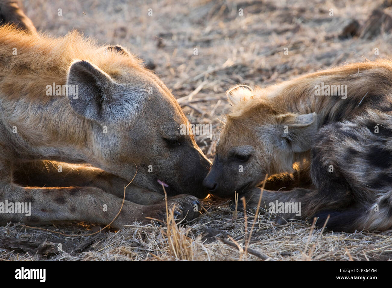 Rustende Gevlekte hyène rencontré jong au repos ; l'Hyène tachetée avec de jeunes Banque D'Images