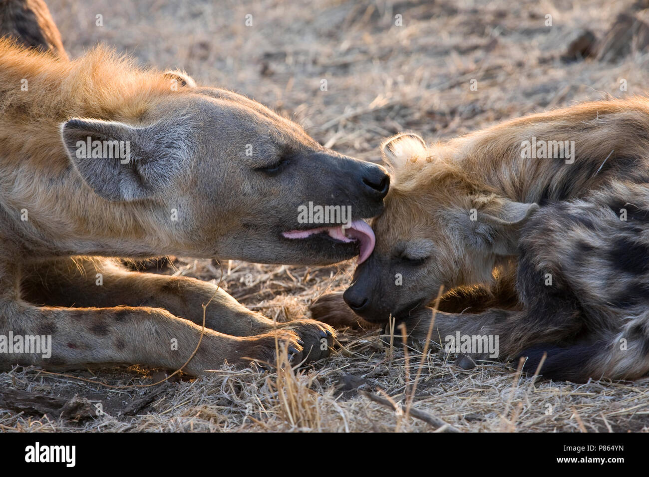 Rustende Gevlekte hyène rencontré jong au repos ; l'Hyène tachetée avec de jeunes Banque D'Images