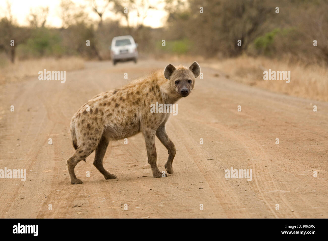 Hyène Gevlekte op de weg ; l'Hyène tachetée sur la route Banque D'Images