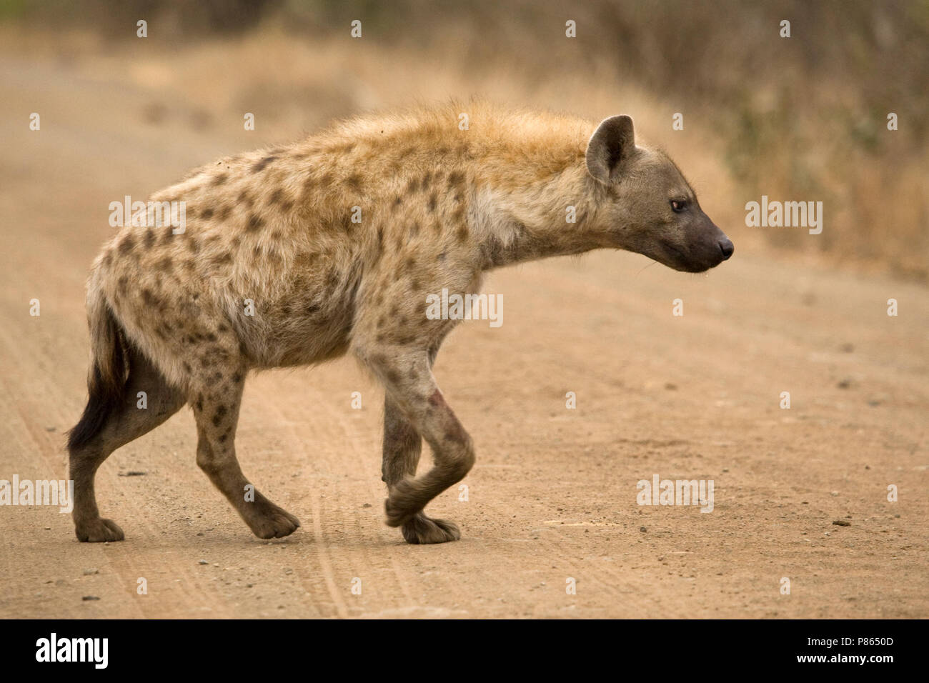 Hyène Gevlekte op de weg ; l'Hyène tachetée sur la route Banque D'Images