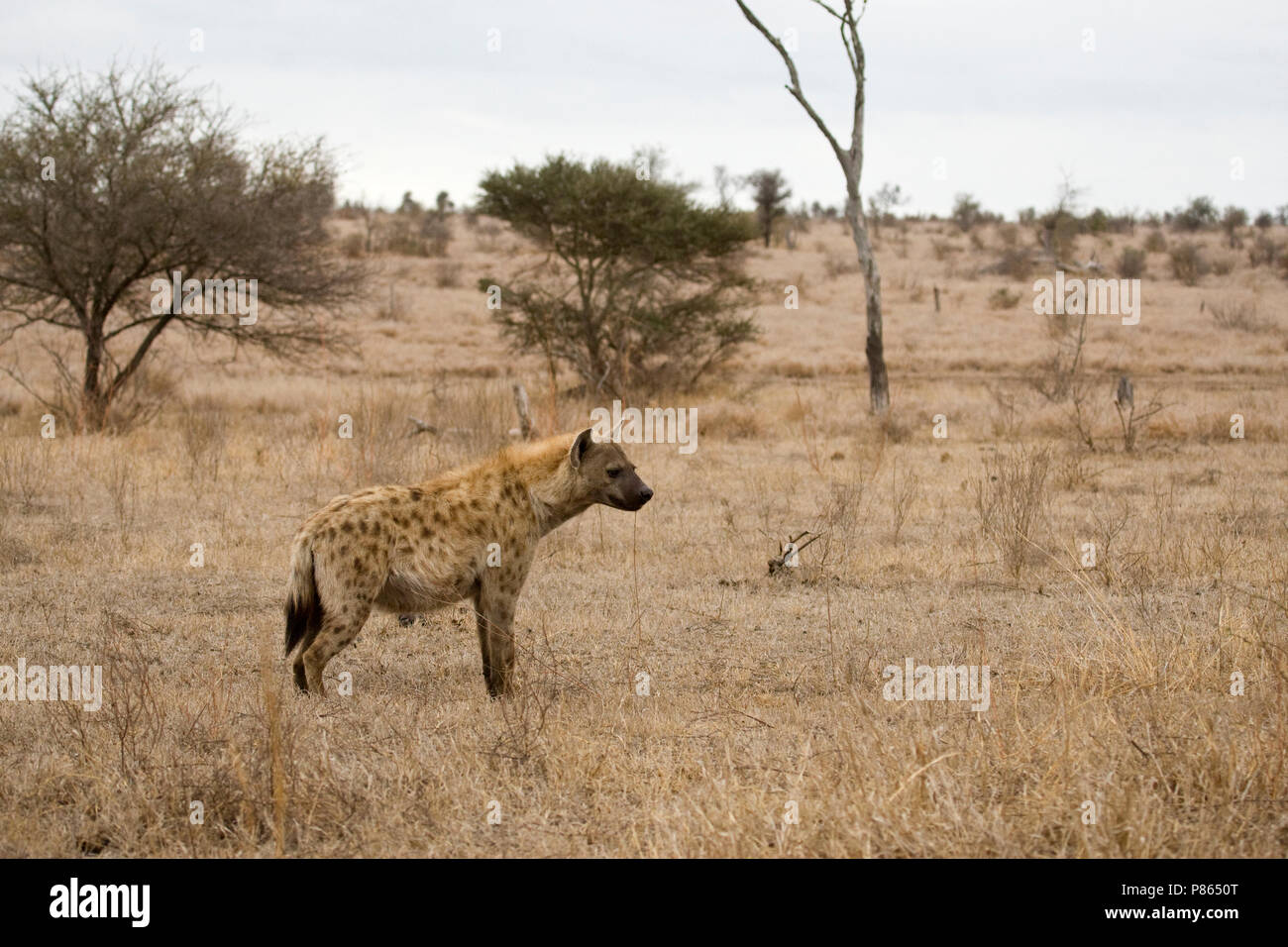 Hyène dans Gevlekte landschap ; l'Hyène tachetée en paysage Banque D'Images