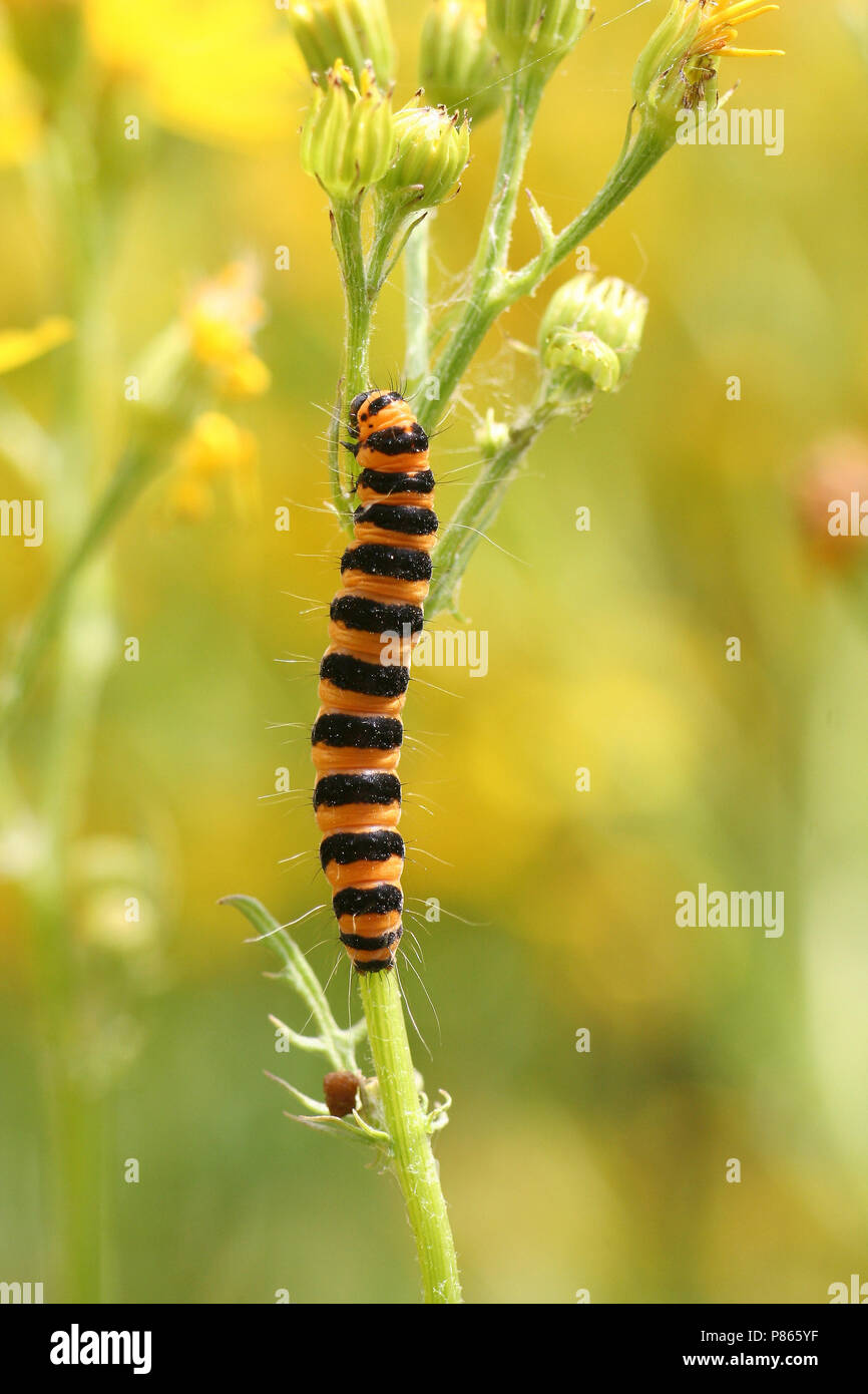 Rup van Sint-jacobsvlinder, Caterpillar de la cinabre moth Banque D'Images