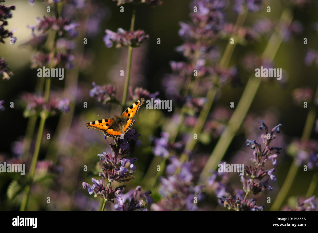 Papillon et fleur dans le jardin, les plantes, belle vue Banque D'Images