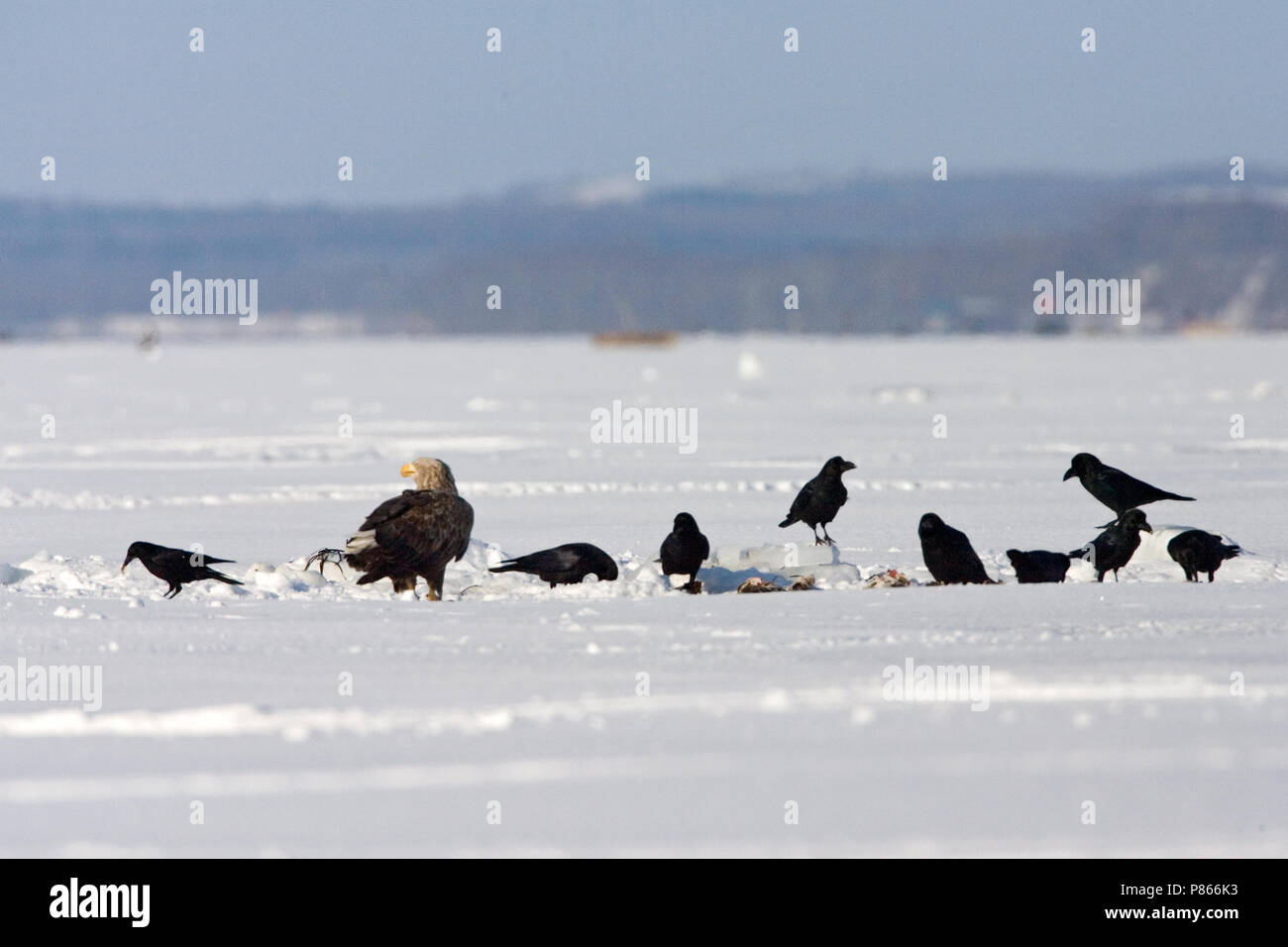 White-tailed Eagle au Japon la période automne près de Hokkaido Banque D'Images