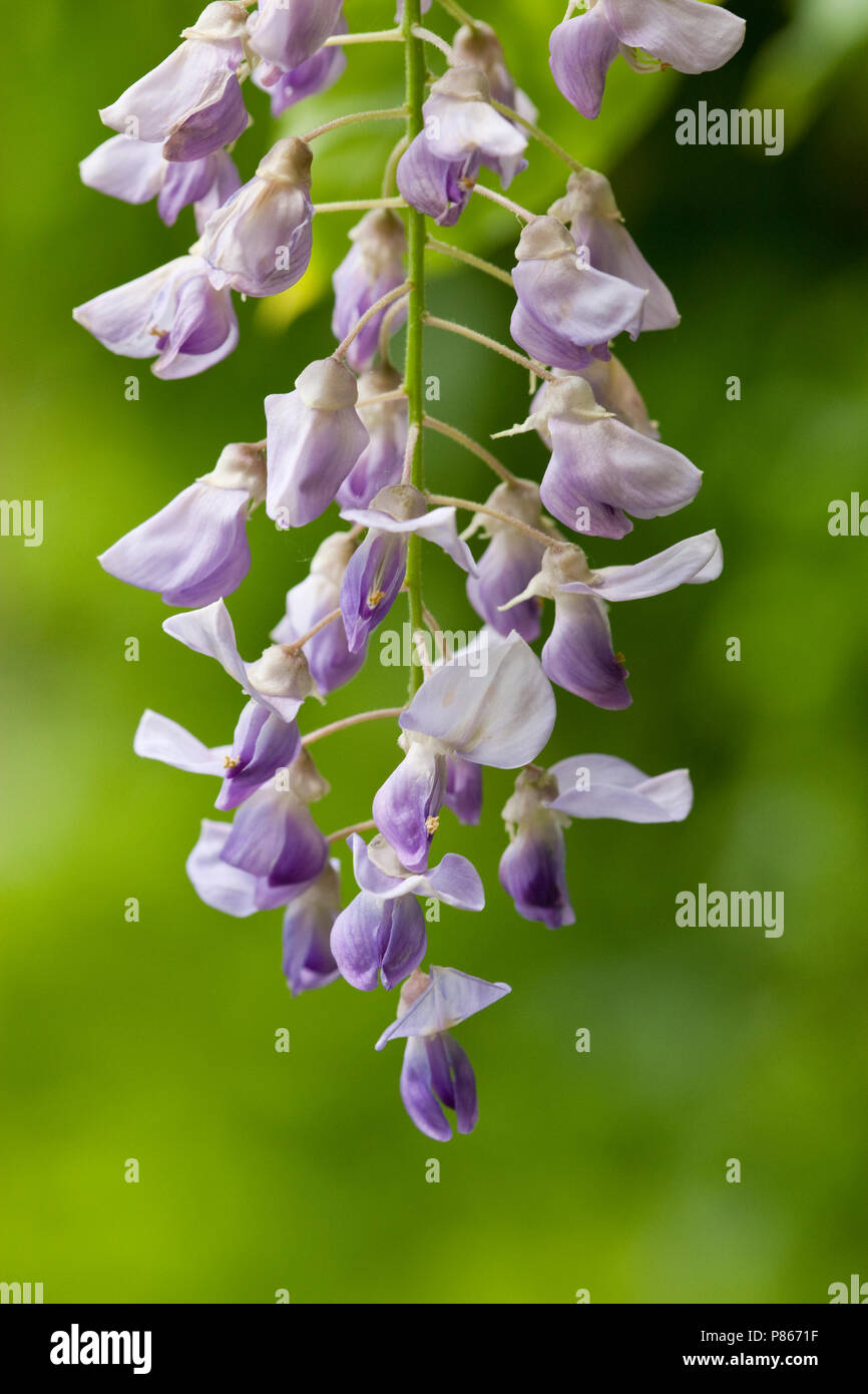 Libre d'un Blauweregen bloem, Close-up d'une fleur de glycine Banque D'Images