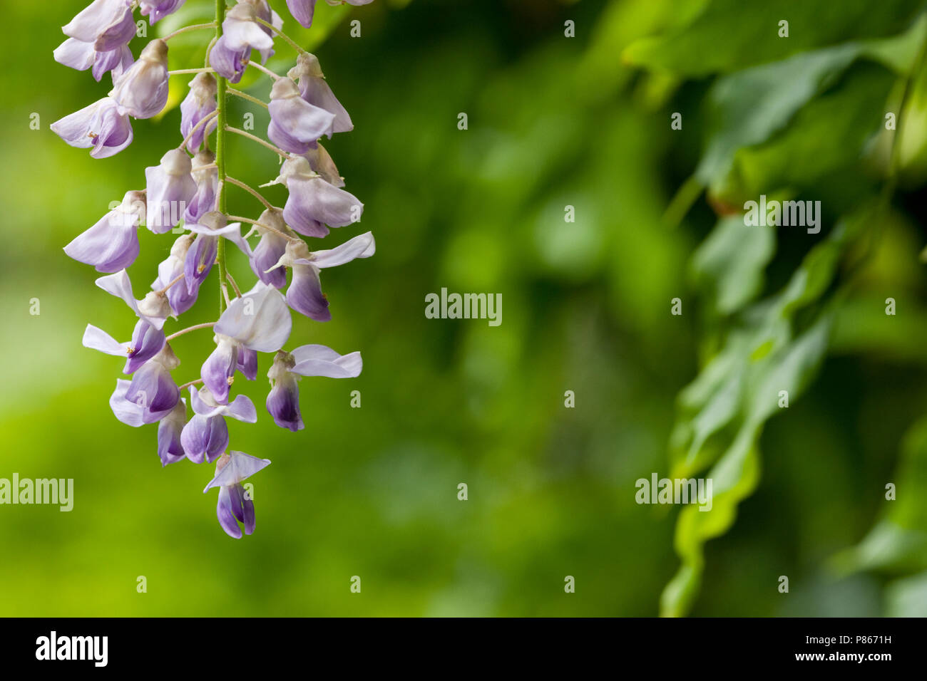 Libre d'un Blauweregen bloem, Close-up d'une fleur de glycine Banque D'Images