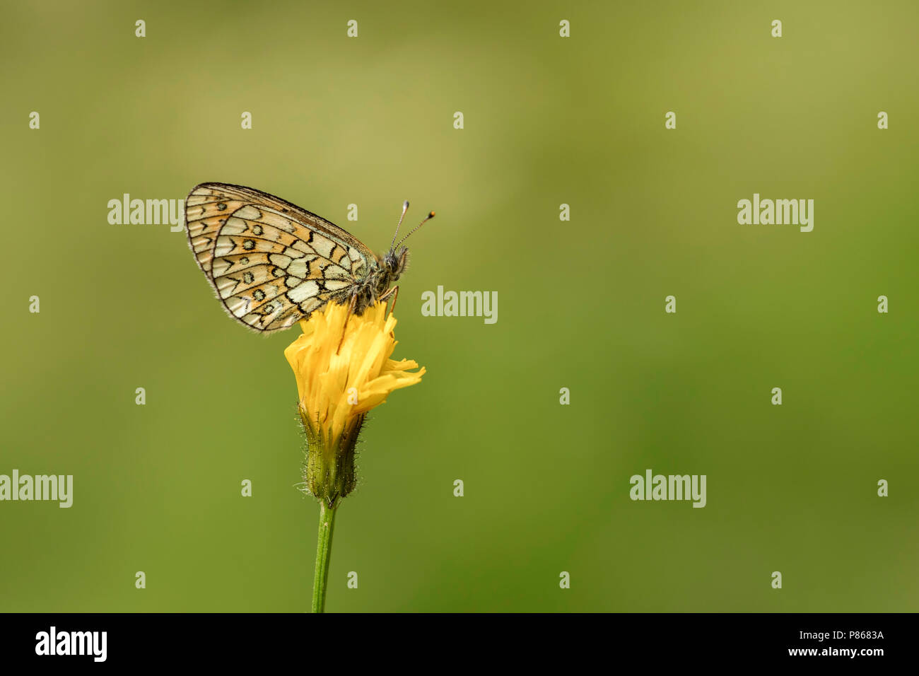 Ringoogparelmoervlinder, Bog Fritillary, Banque D'Images