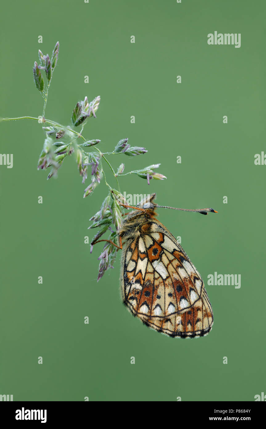 Zilveren maan ; petite perle-bordé Fritillary ; Banque D'Images