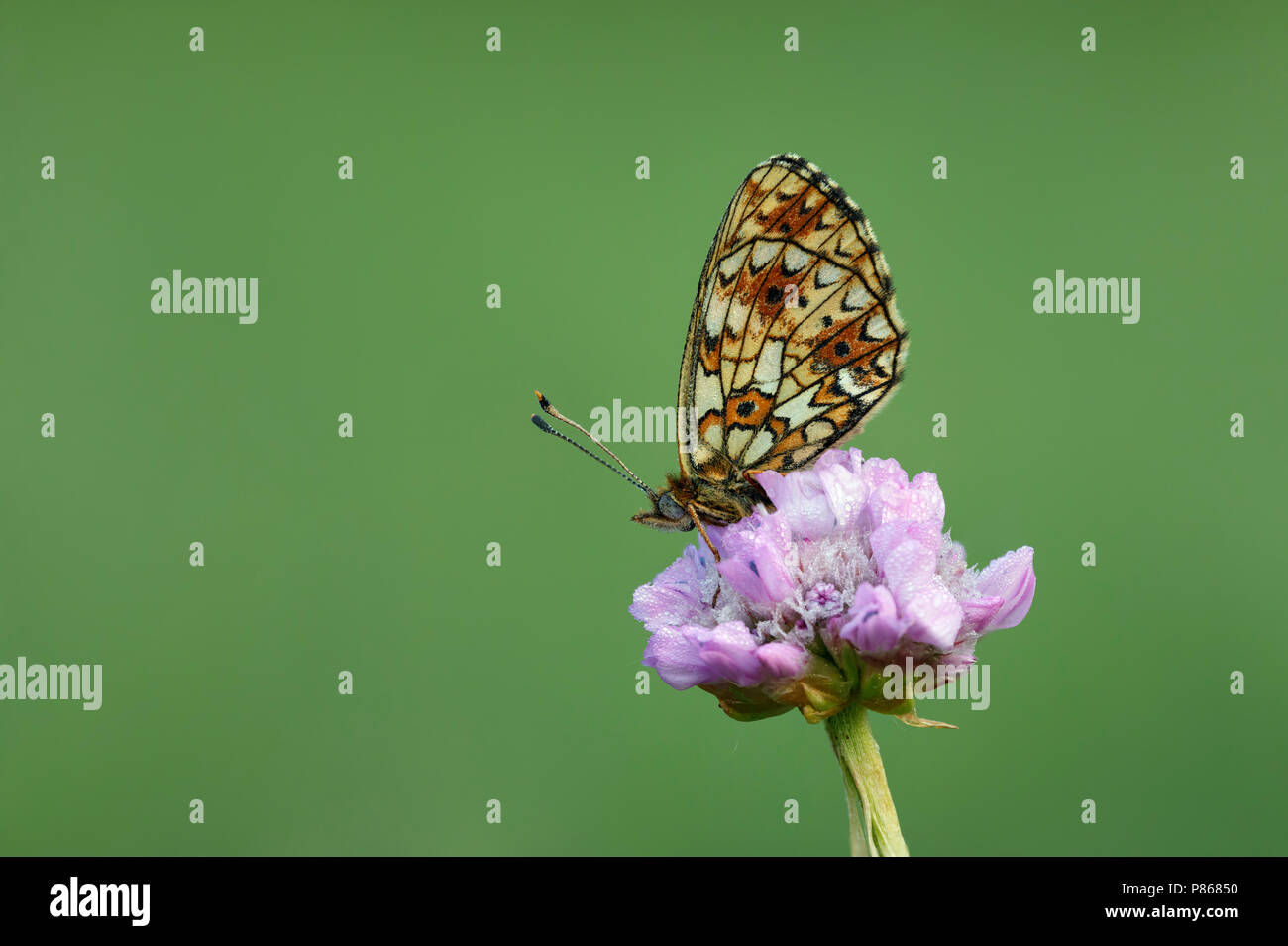 Zilveren maan ; petite perle-bordé Fritillary ; Banque D'Images