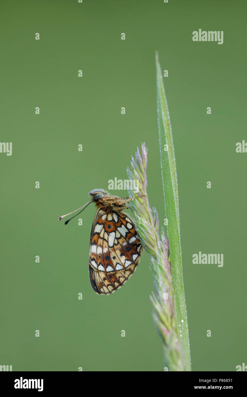 Zilveren maan ; petite perle-bordé Fritillary ; Banque D'Images
