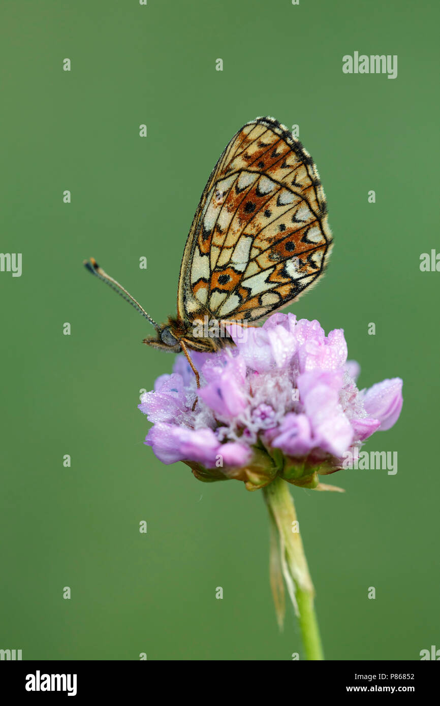 Zilveren maan ; petite perle-bordé Fritillary ; Banque D'Images