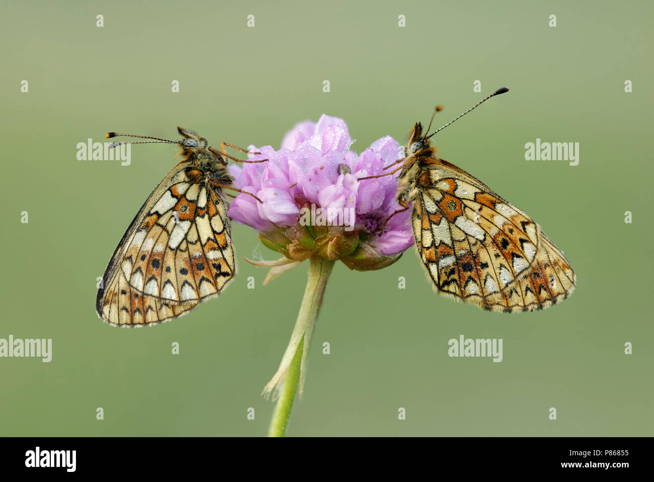 Zilveren maan gespiegeld ; petite perle-bordé Fritillary mises en miroir. Banque D'Images