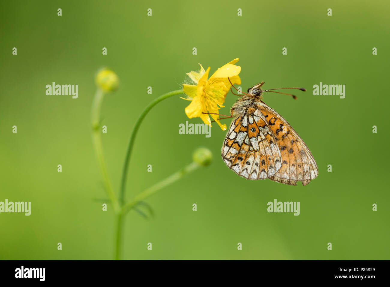 Zilveren maan ; petite perle-bordé Fritillary ; Boloria selene Banque D'Images