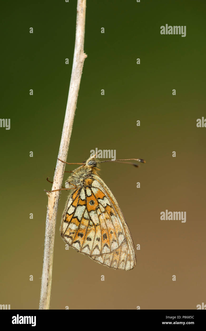 Zilveren maan ; petite perle-bordé Fritillary ; Boloria selene Banque D'Images