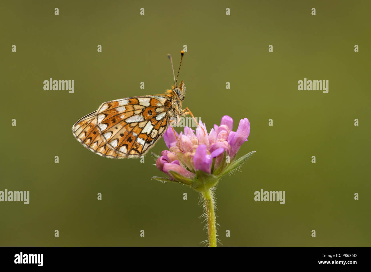 Zilveren maan ; petite perle-bordé Fritillary ; Boloria selene Banque D'Images