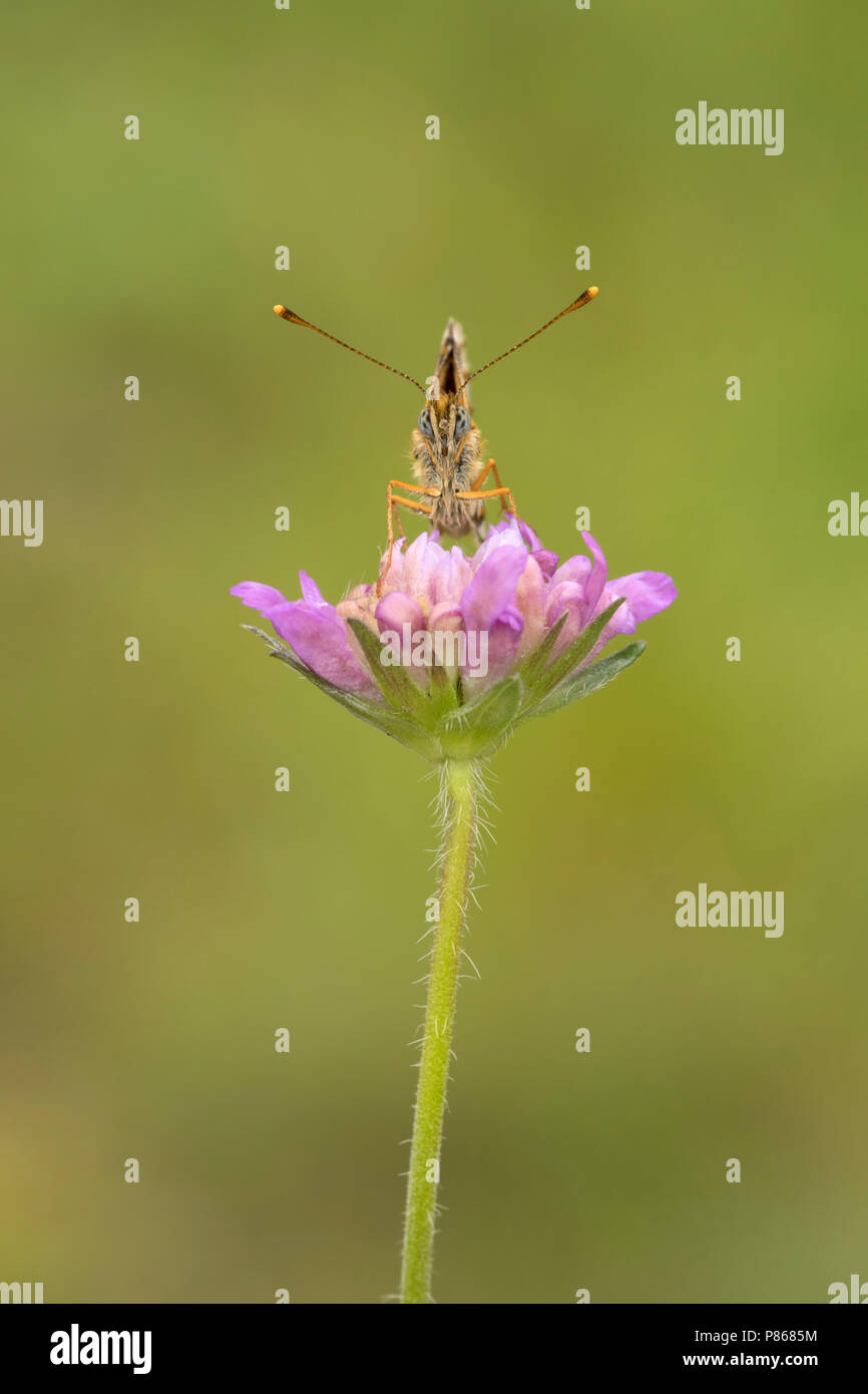 Zilveren maan ; petite perle-bordé Fritillary ; Banque D'Images