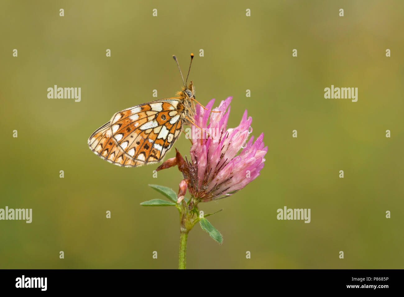 Zilveren maan ; petite perle-bordé Fritillary ; Banque D'Images