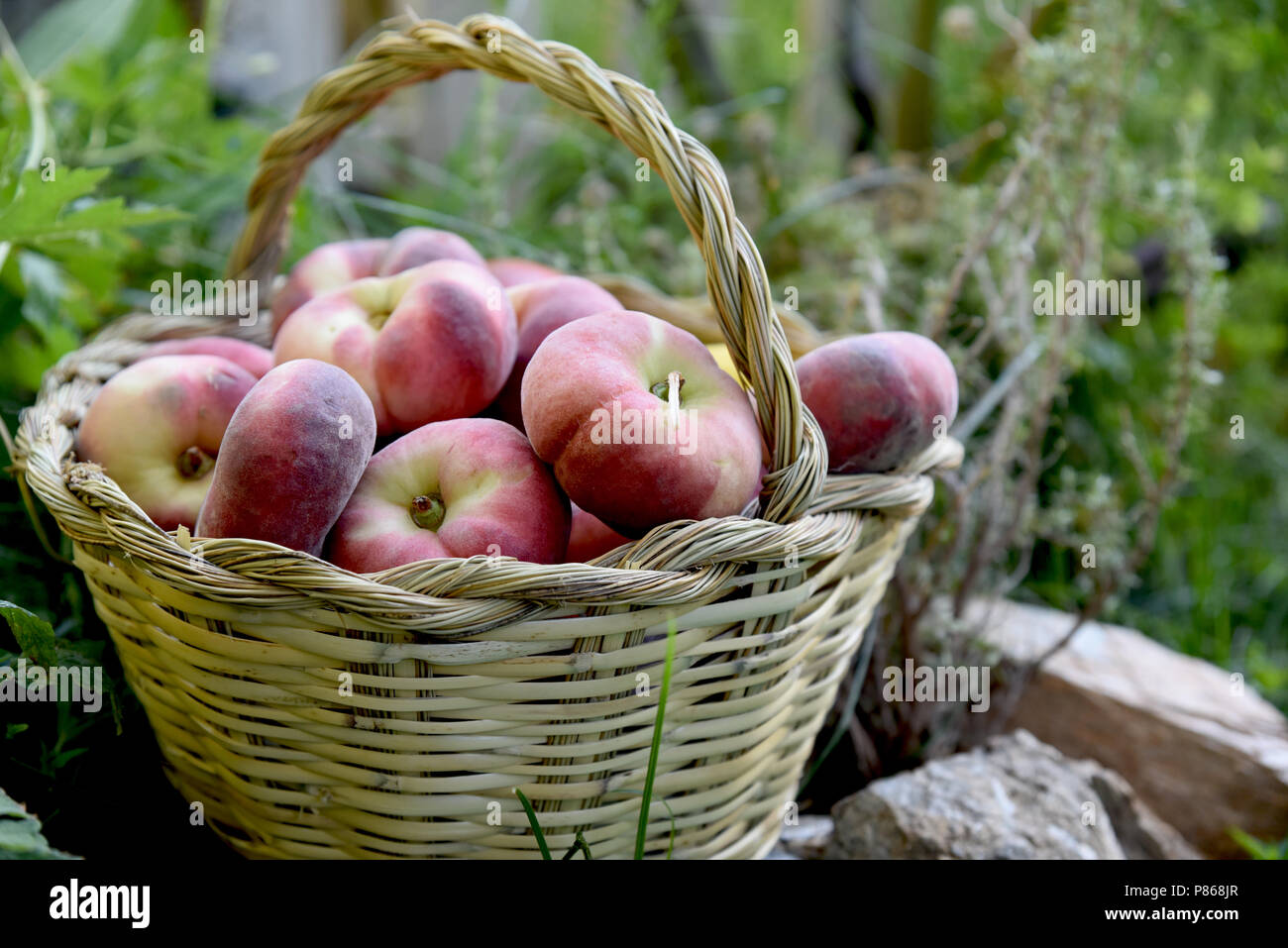 Les pêches saturne dans un panier sur l'herbe Banque D'Images
