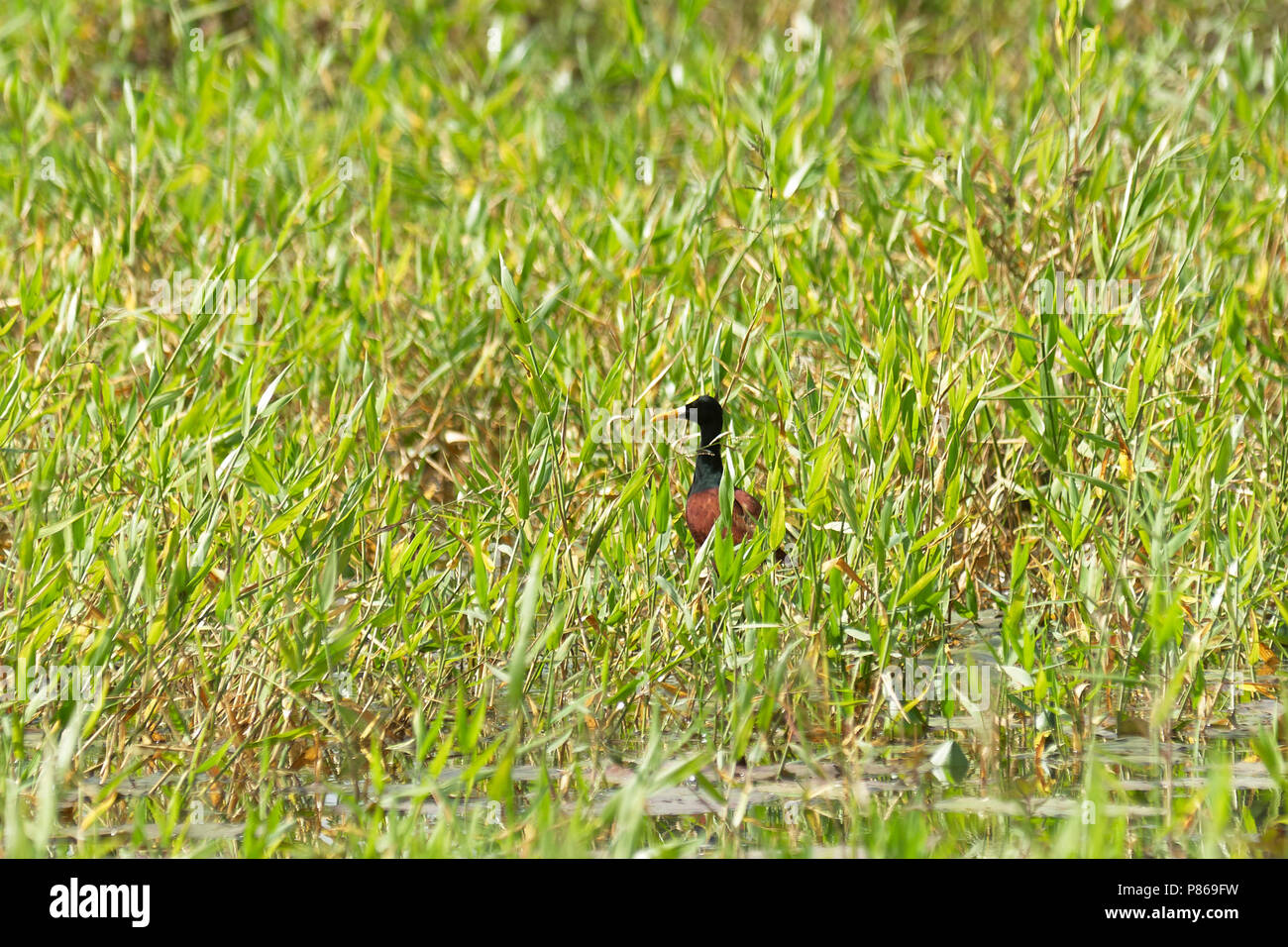 Jacana du nord, ou le nord de l'jaçana (Jacana spinosa), quelque part dans la Réserve de biosphère de Calakmul, Campeche, Yucatan, Mexique. Banque D'Images