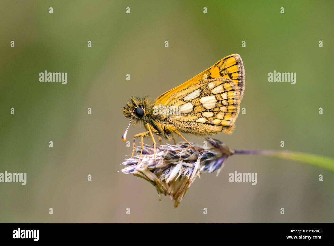 Bont dikkopje, skipper à damiers, Carterocephalus palaemon Banque D'Images