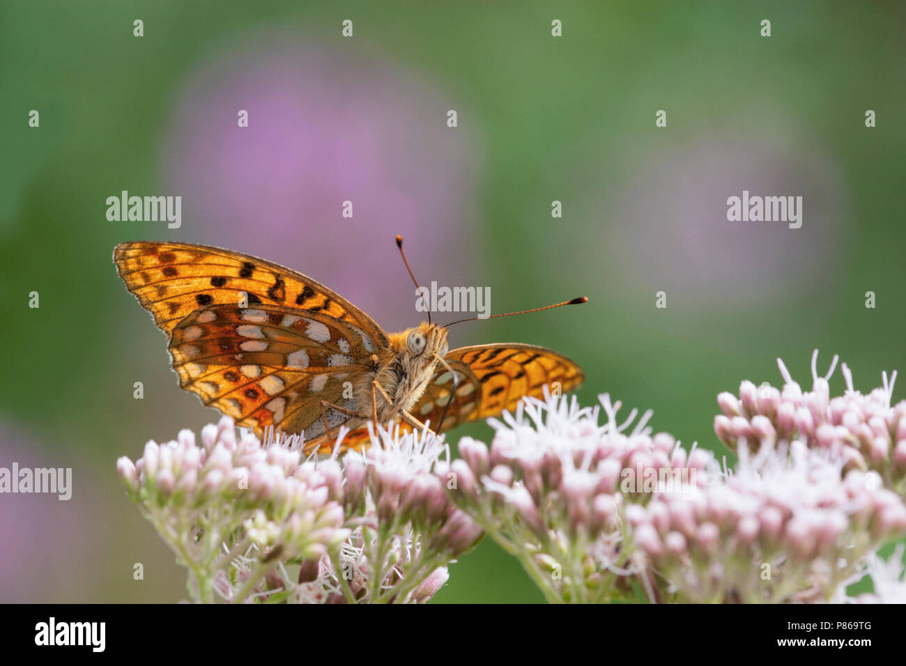 Bosrandparelmoervlinder / High Brown fritillary (Argynnis adippe) Banque D'Images